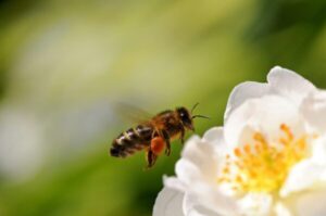 Alergija na pike žuželk – simptomi in ukrepanje